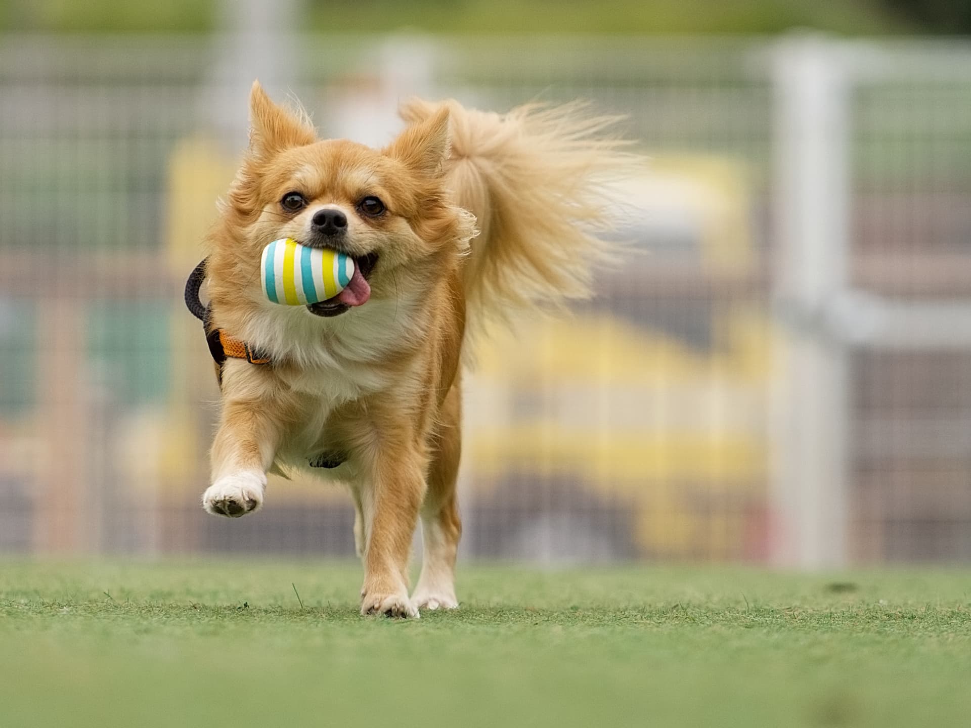 petdog33691818_m.jpg