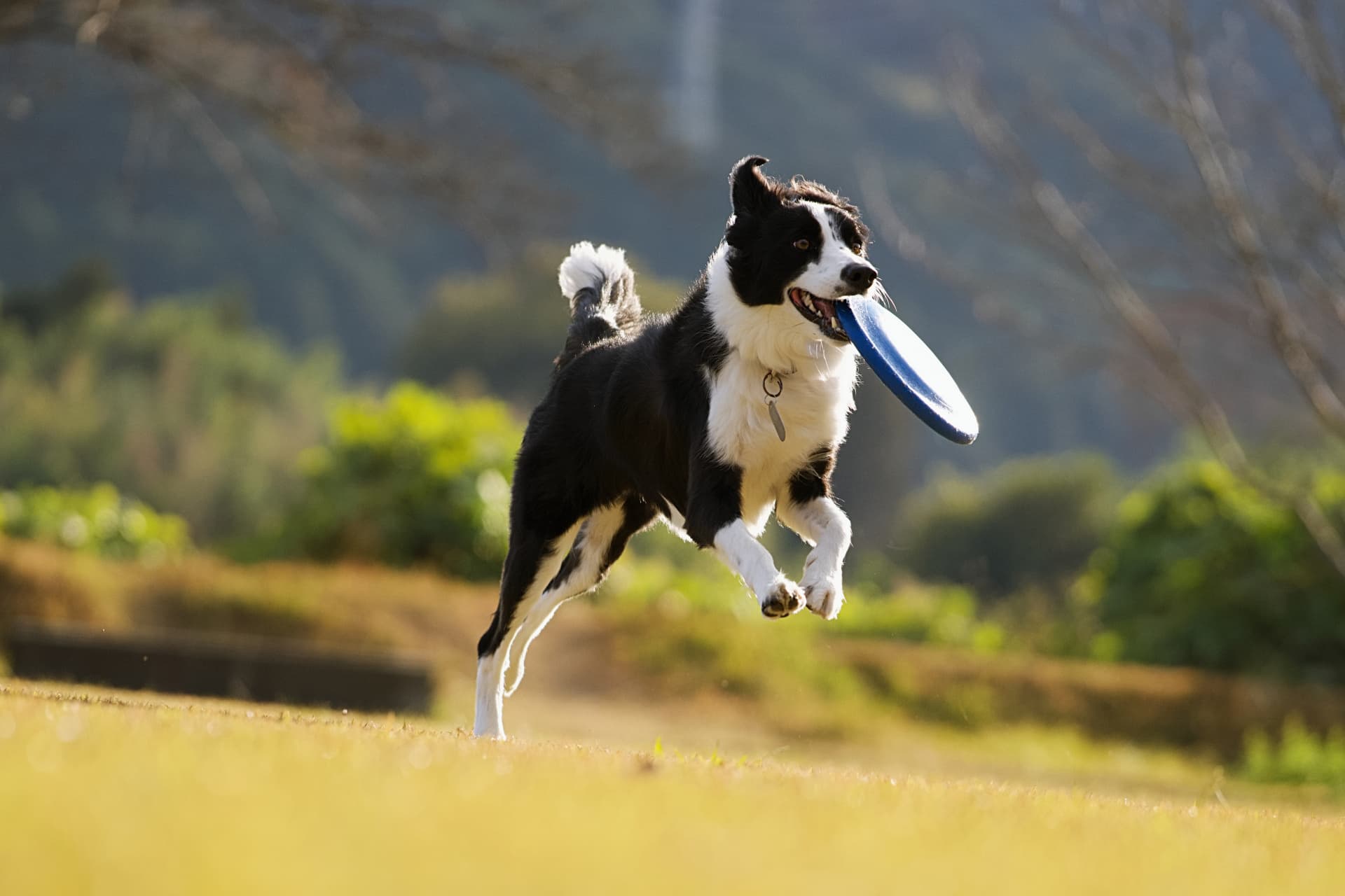 petdog-33902387_m.jpg